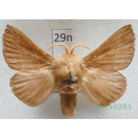 Malacosoma neustria (Linnaeus, 1758) male Czech29n